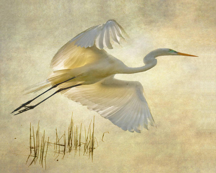 无人,横图,室外,白天,芦苇,野生动物,美国,纹路,鸟类,纹理,半空,飞,草,摄影,大白鹭,肌理,彩图