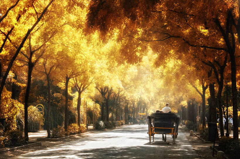 一个人,横图,室外,白天,路,日光,西班牙,马车,树,运输,摄影,安达路西亚,塞维尔,秋天,彩图