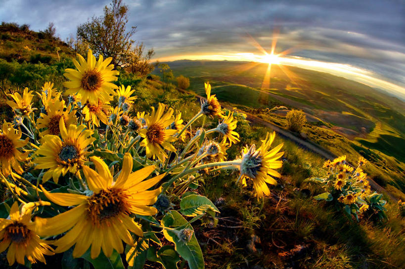 无人,农场,横图,室外,特写,镜头眩光,鱼眼镜头,日出,美景,日光,美国,地平线,景观,云,辽阔,地面,草,花,花朵,天空,自然,广阔,景色,摄影,生长,一望无际,脆弱,清新,自然风光,延伸,华盛顿州,帕卢斯,天地相交,无边无际,一马平川,彩图