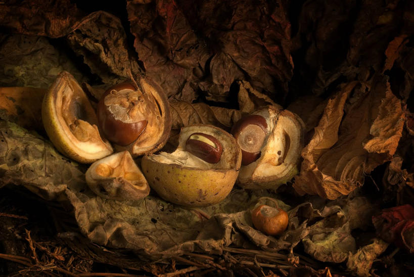 无人,横图,室外,白天,叶子,英国,种子,饮食,摄影,干的,七叶树,娑罗树,秋天,彩图