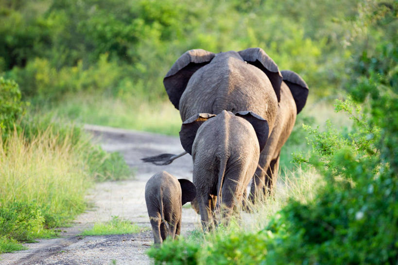 无人,横图,室外,野生动物,乌干达,四只,一排,整齐,草,树,排列,背面,自然,黄昏,动物,摄影,国家公园,队列,鲁文佐里山国家公园,象,步行,彩图,单行道