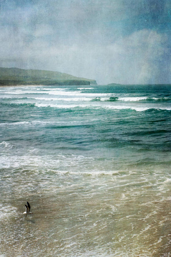 无人,竖图,室外,白天,海浪,海洋,海鸥,野生动物,新西兰,纹路,鸟类,纹理,飞,动物,波浪,两只,摄影,肌理,达尼丁,彩图