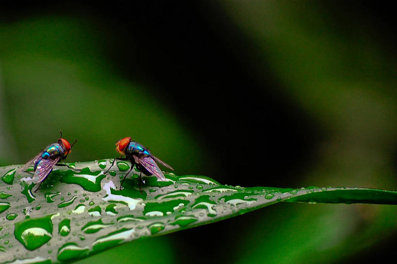 无人,横图,室外,特写,白天,野生动物,叶子,菲律宾,昆虫,水滴,绿色,自然,动物,两只,摄影,脆弱,益虫,家蝇,彩图
