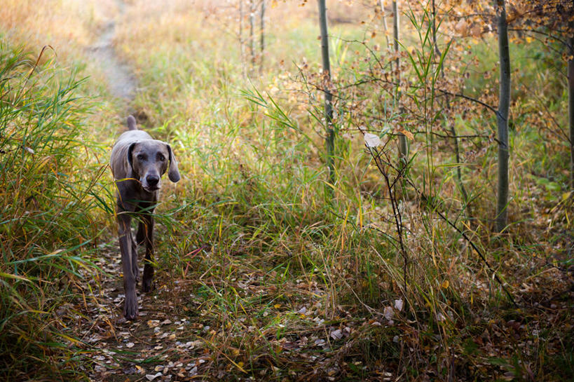 无人,横图,室外,白天,树林,狗,加拿大,草,树苗,家畜,摄影,秋天,步行,彩图