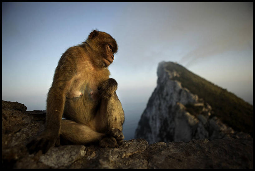 无人,坐,横图,室外,山,野生动物,云,注视,风景,天空,黄昏,观察,看,摄影,观看,察看,关注,猿,伊比利亚半岛,直布罗陀,彩图