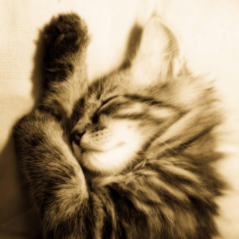 无人,躺,方图,室内,特写,宠物,猫,法国,毯子,小猫,动物,家畜,放松,摄影,普罗旺斯,缅因库恩猫,土伦,闭着眼睛,睡觉,彩图