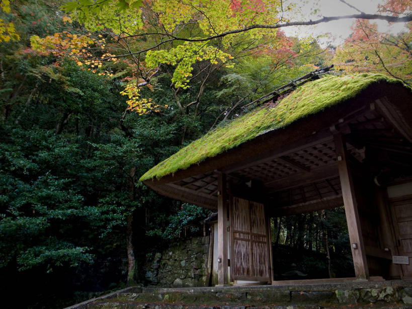 无人,横图,室外,白天,建筑,日本,苔藓,树,自然,摄影,佛教,京都府,宁静,京都市,彩图