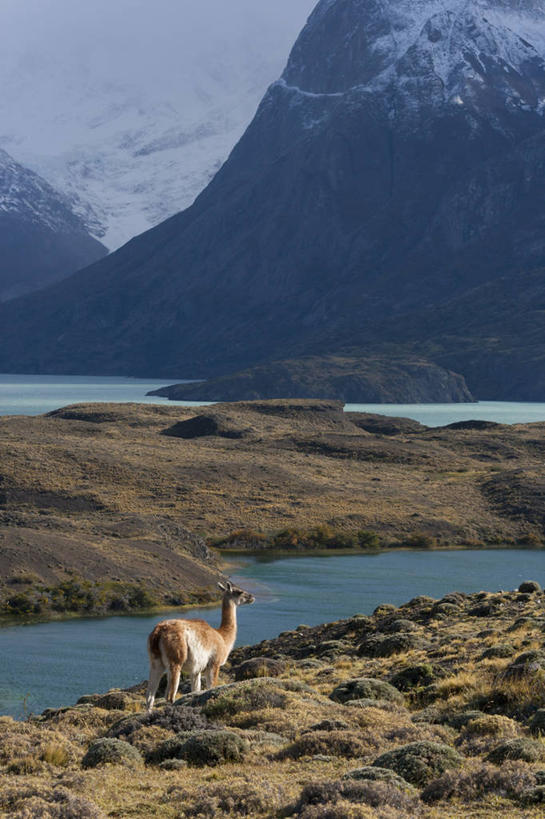 无人,竖图,俯视,航拍,室外,白天,湖,河流,美景,山,野生动物,智利,景观,悬崖,骆驼,自然,动物,景色,可爱,摄影,活泼,宁静,鸟瞰,自然风光,羊驼,沙漠之舟,驼羊,美洲驼,百内国家公园,彩图,高角度拍摄