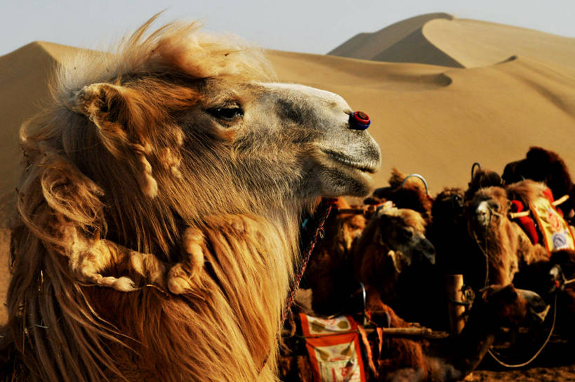 无人,横图,室外,白天,沙漠,亚洲,沙丘,骆驼,家畜,摄影,驼峰,甘肃省,戈壁滩,万里无云,彩图