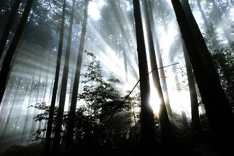 无人,横图,室外,白天,镜头眩光,森林,日本,树,自然,摄影,宁静,和歌山县,彩图,高野山