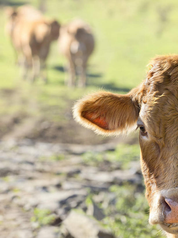 无人,竖图,室外,日光,西班牙,家畜,摄影,牲畜,部分,母牛,阿拉瓦省,彩图,家牛