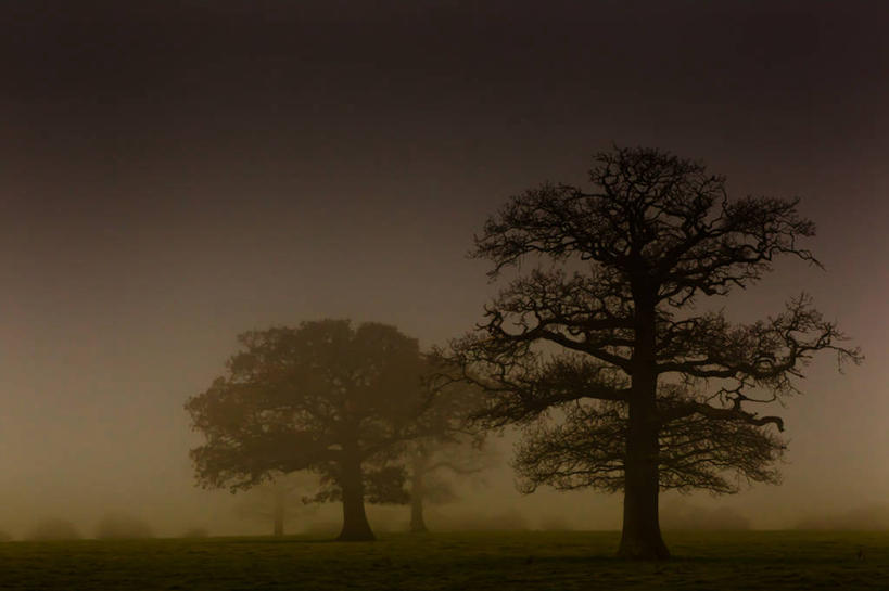 无人,横图,室外,雾,英国,地平线,地形,辽阔,地面,黎明,树,自然,广阔,摄影,生长,宁静,一望无际,早晨,延伸,橡树,剪影,天地相交,无边无际,一马平川,波克夏,彩图