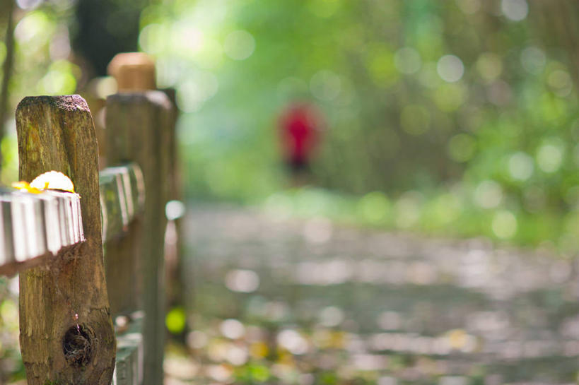 成年人,一个人,横图,室外,白天,毛衣,森林,加拿大,仅一个男性,木制,篱笆,小路,树,红色,自然,摄影,温哥华,步行,彩图,独处