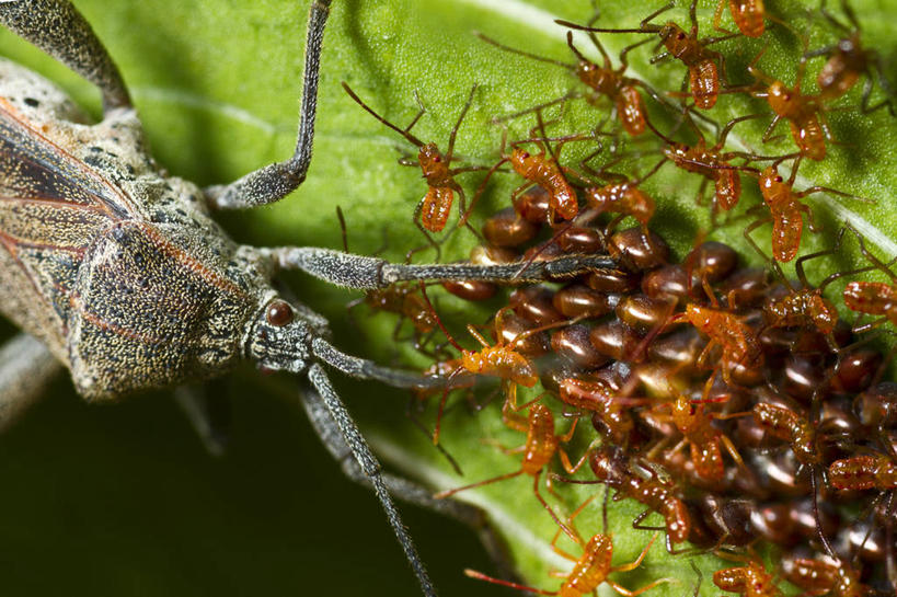 无人,横图,室外,特写,白天,野生动物,新加坡,一群,许多,昆虫,很多,自然,摄影,卵,彩图