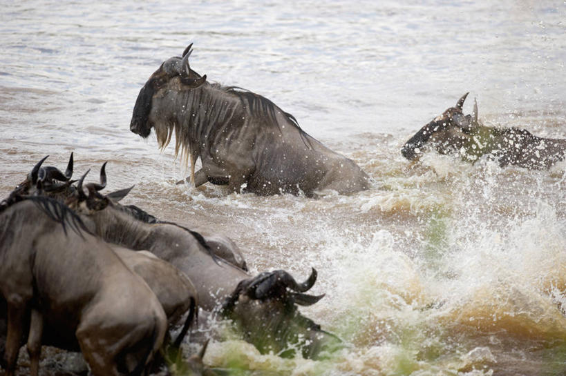 无人,横图,室外,白天,水,野生动物,肯尼亚,溅,小溪,摄影,非洲大羚,彩图,横越