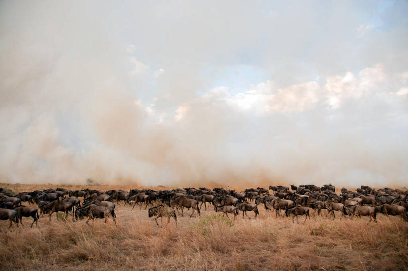 无人,横图,室外,白天,野生动物,火,坦桑尼亚,一群,许多,云,很多,草,天空,烟,摄影,迁徙,干的,非洲大羚,塞伦盖蒂国家公园,彩图