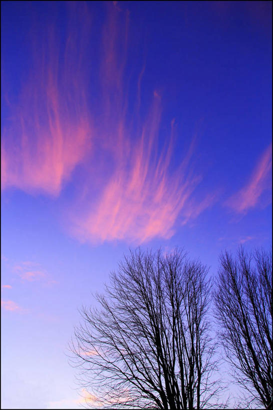 无人,竖图,室外,仰视,加拿大,云,天空,自然,黄昏,摄影,宁静,树梢,彩图,低角度拍摄