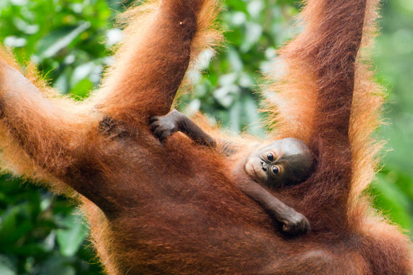 无人,横图,室外,特写,白天,野生动物,马来西亚,吊挂,悬挂,挂,树,动物,两只,放松,摄影,苏门答腊猩猩,沙巴州,睡觉,彩图