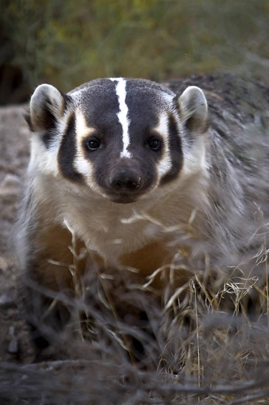 无人,竖图,室外,特写,白天,正面,野生动物,美国,草,摄影,肖像,犹他,獾,彩图,好奇心