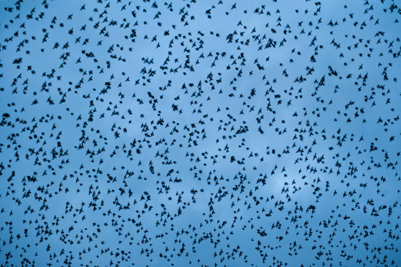 无人,横图,室外,白天,野生动物,英国,一群,许多,鸟类,云,很多,苏格兰,天空,自然,摄影,迁徙,八哥,彩图