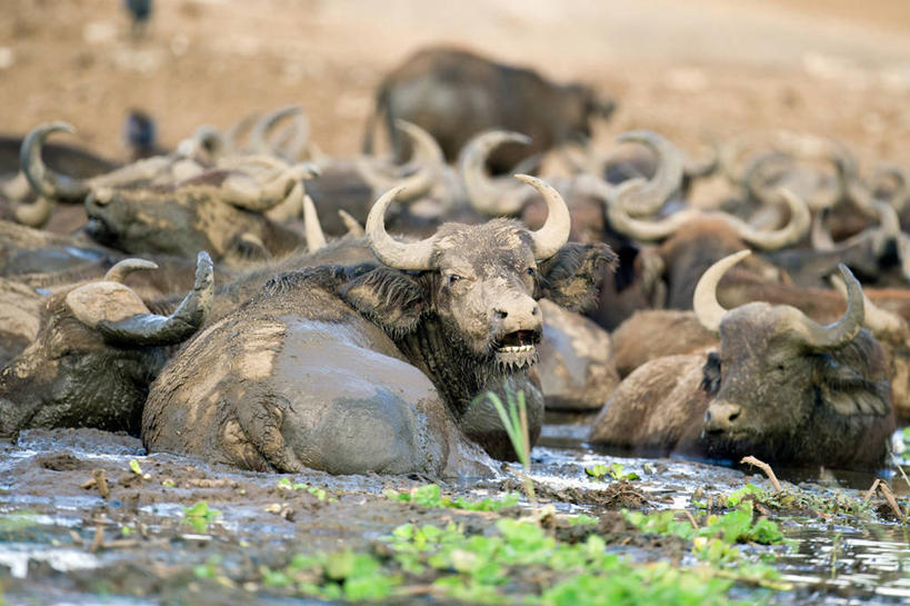 无人,横图,室外,白天,野生动物,乌干达,一群,许多,河道,很多,摄影,泥,东非,鲁文佐里山国家公园,彩图