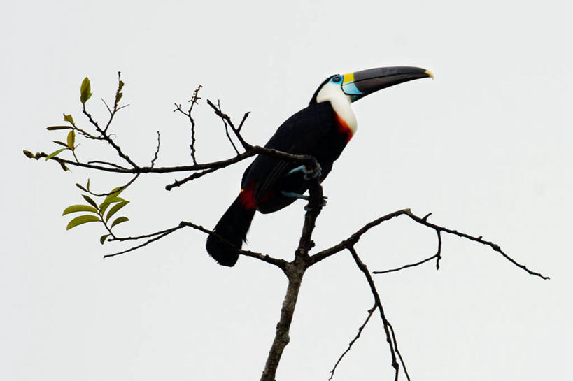 无人,横图,室外,白天,白色背景,仰视,野生动物,厄瓜多尔,鸟类,枝,天空,自然,南美,摄影,栖息,巨嘴鸟,彩图,低角度拍摄