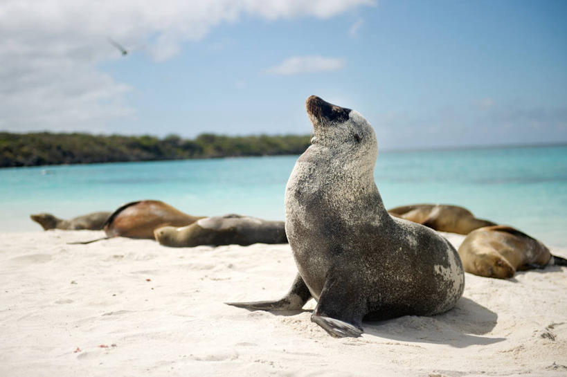无人,横图,室外,白天,海洋,海狮,野生动物,厄瓜多尔,水平线,云,天空,自然,放松,摄影,濒危物种,海滩,彩图,加拉帕戈斯海狮