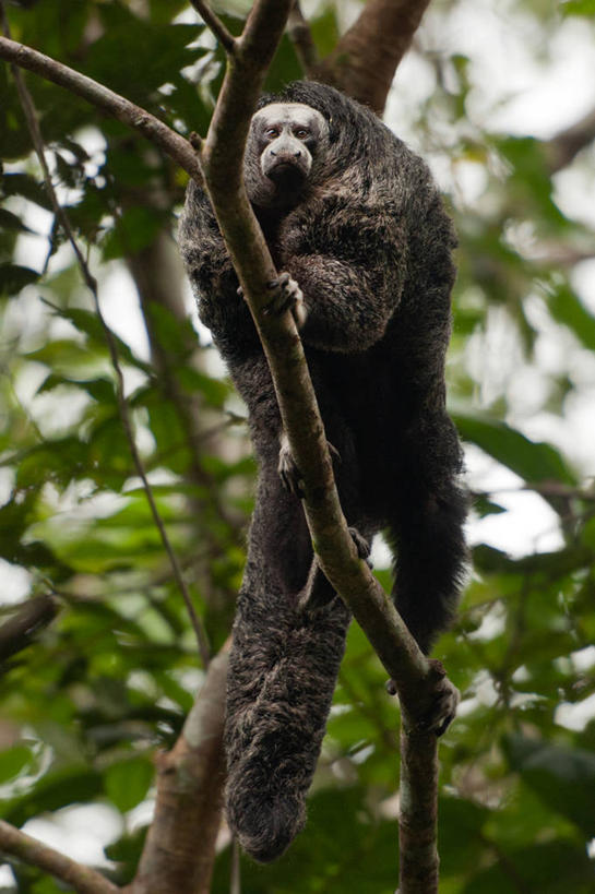 无人,攀登,竖图,室外,白天,仰视,野生动物,猴子,厄瓜多尔,枝,树,自然,南美,摄影,上升,肖像,彩图,低角度拍摄