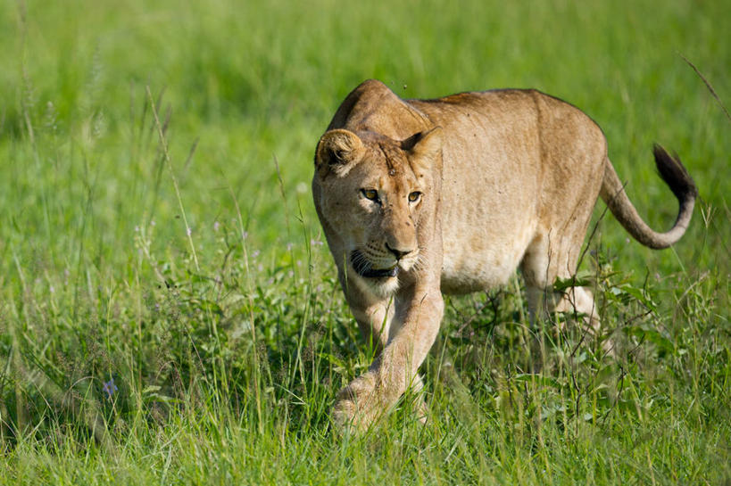 无人,横图,室外,白天,野生动物,狮子,乌干达,雌狮,草,自然,摄影,东非,鲁文佐里山国家公园,彩图