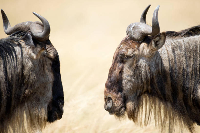 无人,横图,室外,特写,白天,野生动物,肯尼亚,动物,两只,面对面,摄影,非洲大羚,东非,彩图,马赛马拉国家保护区