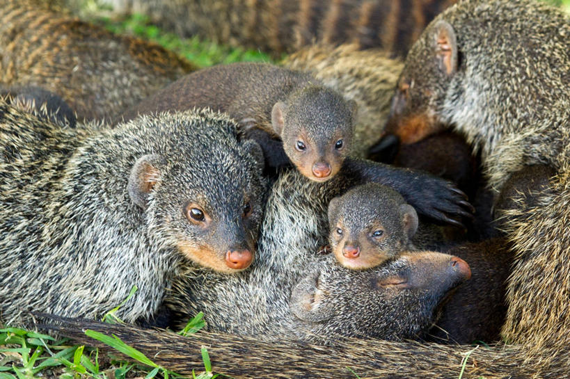 无人,横图,室外,白天,野生动物,乌干达,草,动物,摄影,五只,关爱,猫鼬,鲁文佐里山国家公园,拥抱,彩图