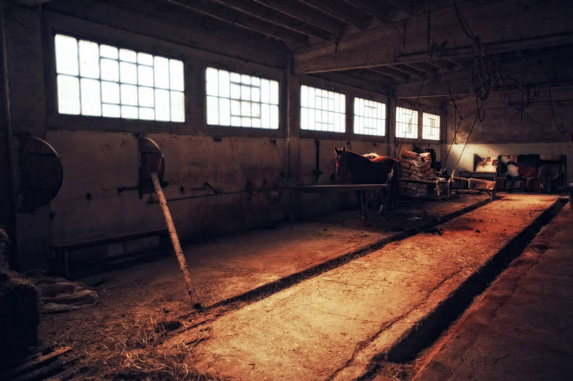 无人,横图,室内,白天,窗户,马,意大利,马厩,动物,家畜,摄影,乌比诺,彩图