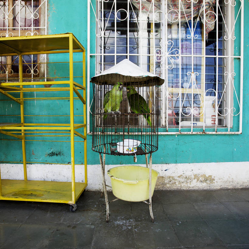 无人,横图,室外,白天,窗户,宠物,野生动物,鹦鹉,尼加拉瓜,鸟类,支架,墙,笼子,鸟笼,绿色,动物,两只,摄影,彩图