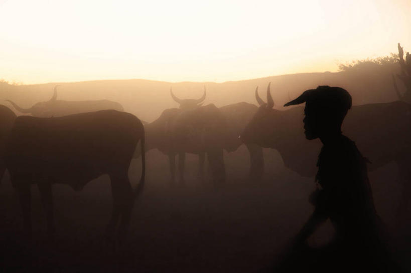 儿童,一个人,横图,室外,纯洁,雾,牛,纳米比亚,仅一个男性,仅一个人,放牧,田地,黎明,小孩,动物,仅一个小孩,家畜,可爱,童年,童趣,摄影,牲畜,五只,剪影,童真,烂漫,无邪,牧人,奥普沃,天真,男孩,男人,男性,孩子,半身,彩图,男生,家牛