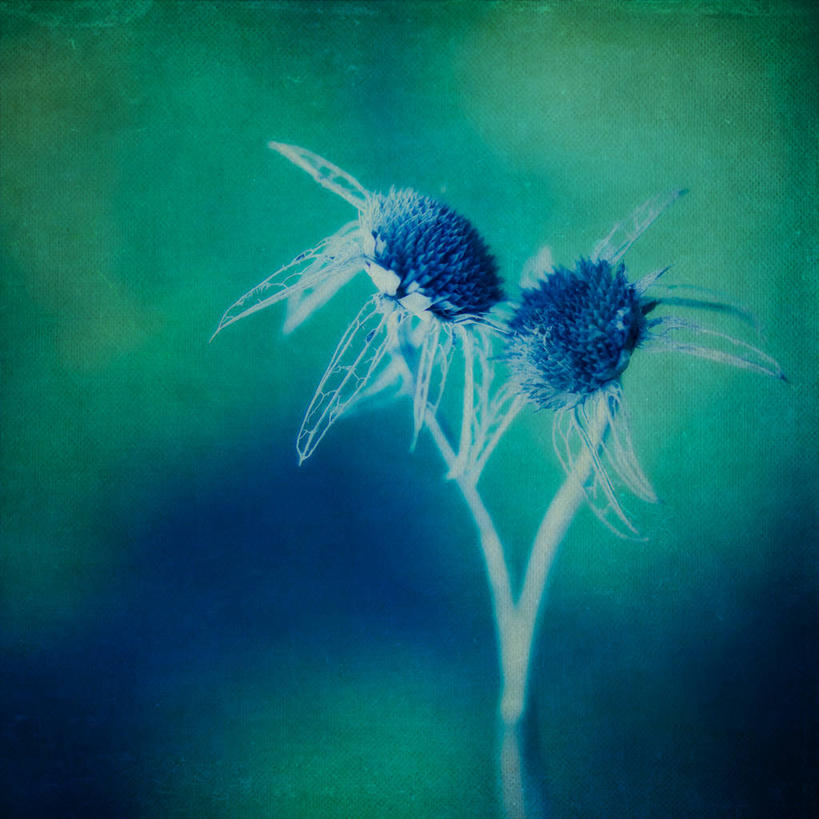 无人,方图,阶调图片,室外,特写,白天,法国,花,两个,蓝色,绿色,自然,摄影,脆弱,普罗旺斯,干的,想法,土伦,心型,彩图,爱