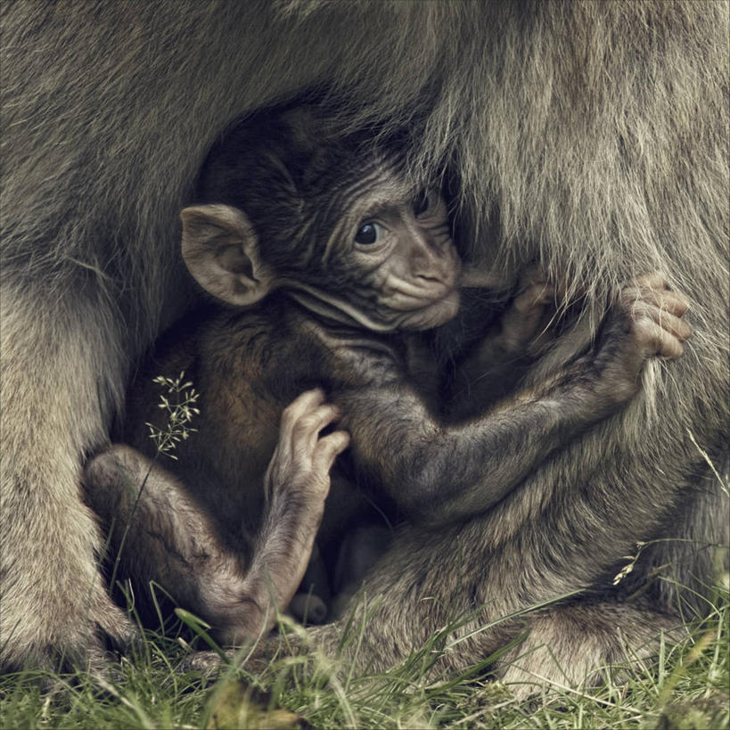 无人,方图,室外,特写,白天,野生动物,猴子,英国,连接,哺乳,动物,两只,握紧,摄影,彩图