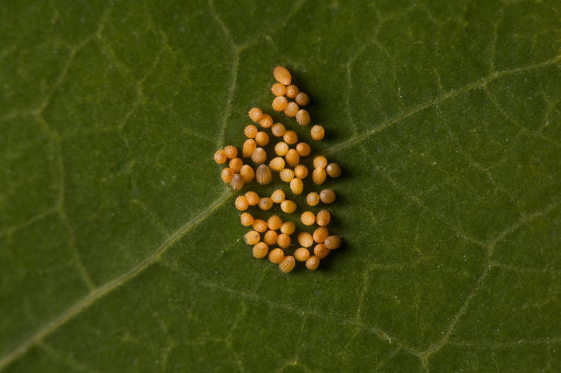无人,横图,俯视,特写,叶子,希腊,许多,很多,摄影,脆弱,克里特岛,卵,彩图,高角度拍摄