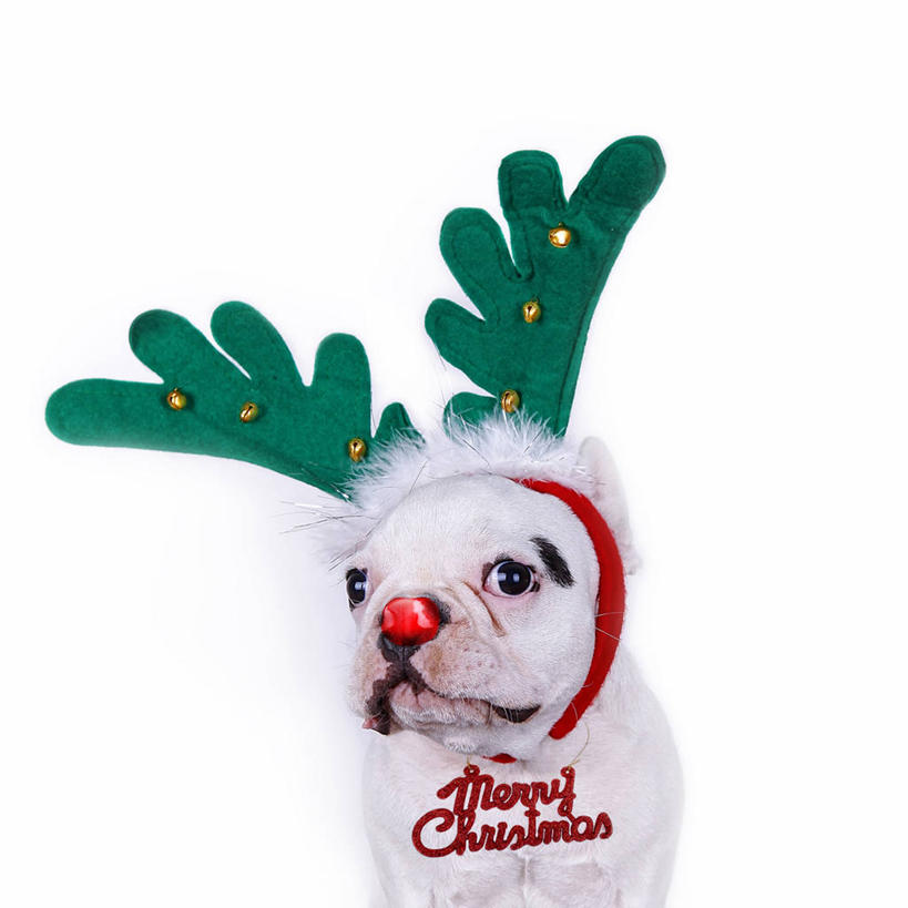 无人,方图,白色背景,宠物,项链,西班牙,圣诞节,斗牛犬,束发带,绿色,家畜,摄影,英文字母,幽默,肖像,鹿角,小丑鼻,卡斯特利翁省,彩图,影棚拍摄