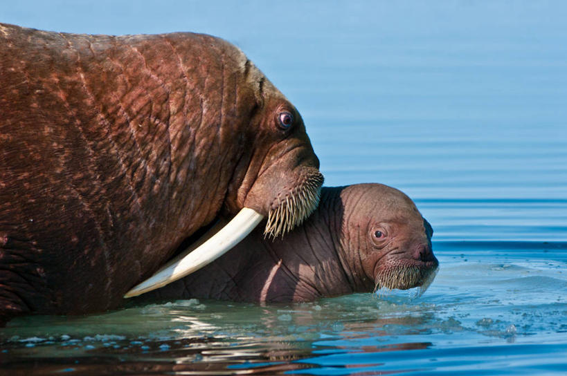 无人,横图,室外,特写,白天,野生动物,美国,波纹,海象,动物,两只,摄影,部分,彩图,白令海