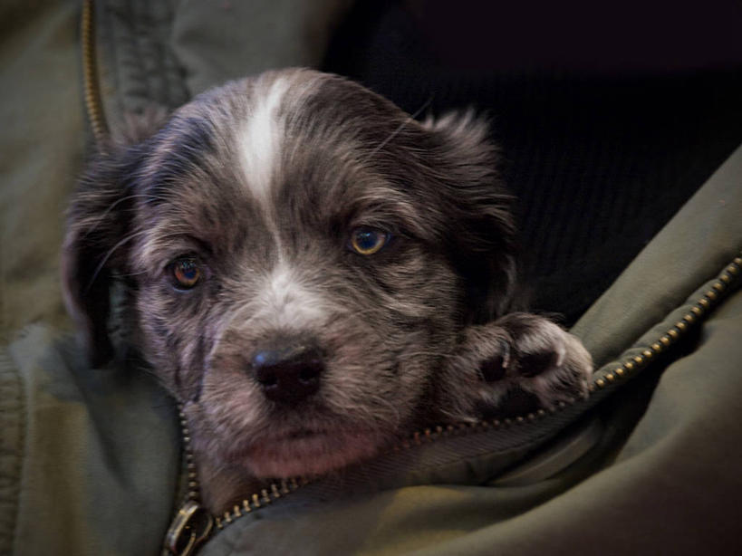 无人,坐,横图,室外,特写,白天,宠物,狗,西班牙,包,家畜,摄影,部分,肖像,彩图