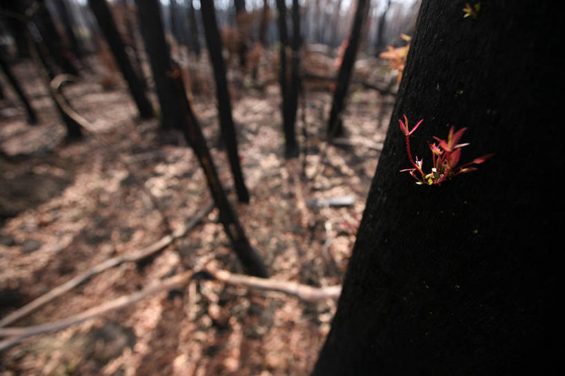 无人,横图,室外,白天,森林,火,澳大利亚,环保,树,树干,自然,摄影,生长,能源,灌木,回收,资源,利用,低碳,循环,持续,森林火灾,彩图