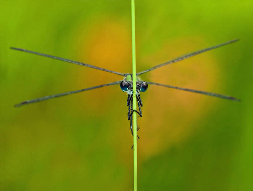 无人,横图,室外,特写,白天,微距,野生动物,挪威,欧洲,昆虫,动物,摄影,斯堪的纳维亚,北欧,斯堪的那维亚,斯堪的那维亚半岛,斯堪的纳维亚半岛,益虫,豆娘,挪威王国,默勒.鲁姆斯达尔,默勒.鲁姆斯达尔郡,彩图