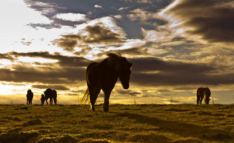 无人,横图,室外,旅游,度假,美景,阴影,景观,云,娱乐,草,自然,黄昏,享受,休闲,家畜,景色,放松,摄影,五只,自然风光,冰岛马,彩图