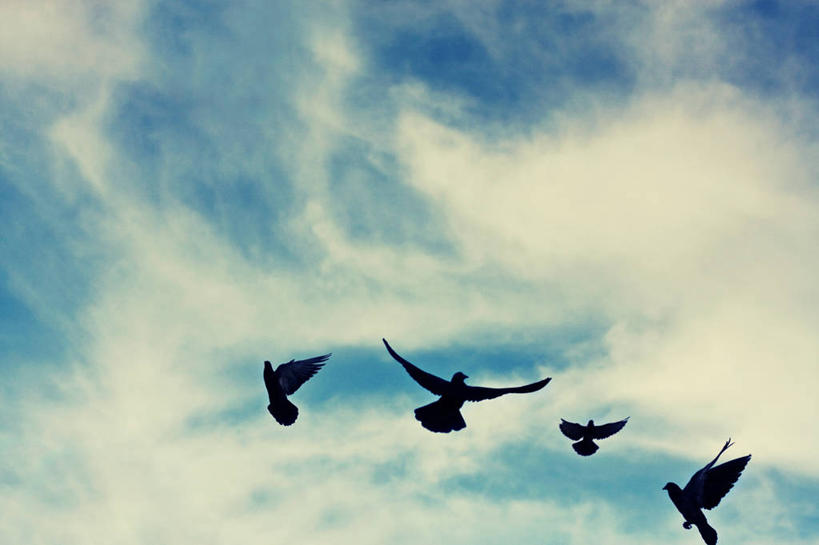 无人,横图,室外,白天,野生动物,新加坡,四只,鸟类,云,飞,天空,动物,摄影,宁静,剪影,彩图