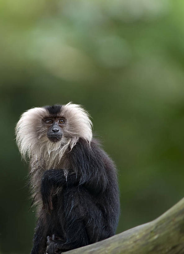 无人,坐,竖图,室外,特写,白天,野生动物,猴子,新加坡,湿,枝,摄影,彩图