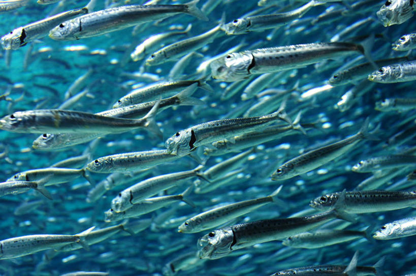 游泳,无人,横图,水下,韩国,一群,许多,丰富,鱼群,首都,很多,鱼类,蓝色,摄影,彩图