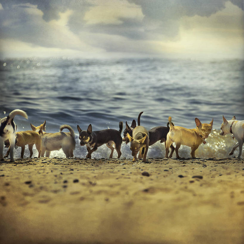 无人,方图,室外,白天,海洋,宠物,狗,加拿大,小的,沙子,水平线,家畜,摄影,多伦多,海滩,彩图