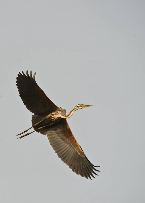 无人,竖图,室外,白天,留白,白鹭,野生动物,马来西亚,鸟类,半空,飞,天空,摄影,彩图