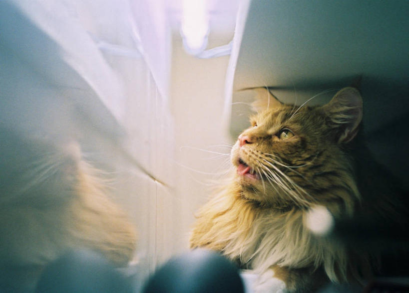 无人,横图,室内,特写,宠物,猫,乌克兰,动物,看,家畜,摄影,照亮,缅因库恩猫,彩图