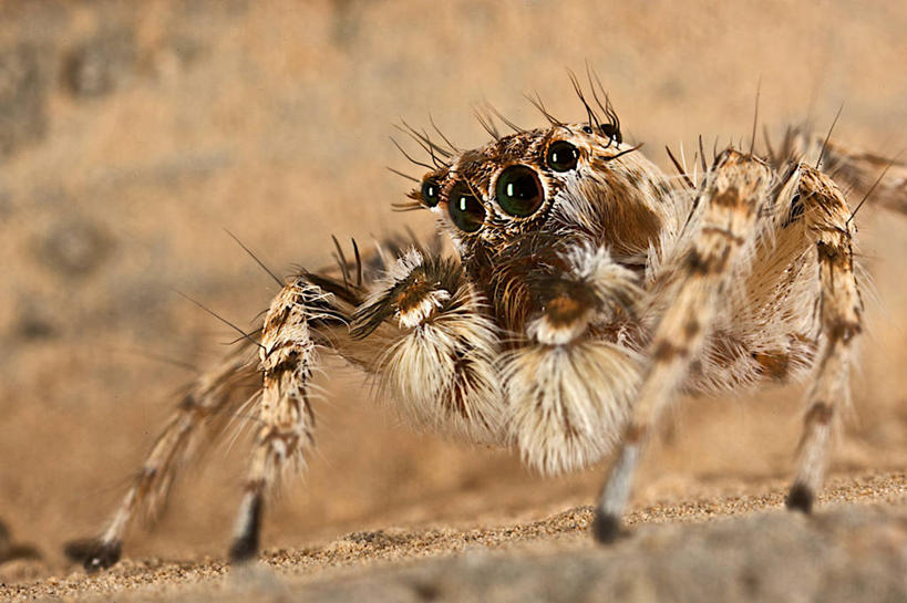 无人,横图,室外,特写,白天,野生动物,科威特,蜘蛛,动物,摄影,波斯湾,彩图